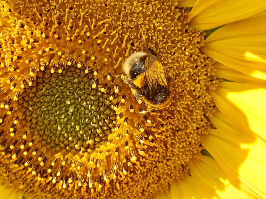 fat bumble bee on yellow sunflower
