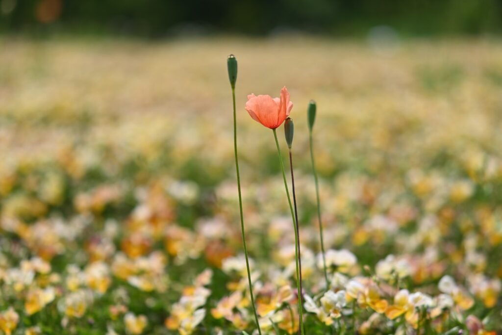 cute and lonely flower on large field